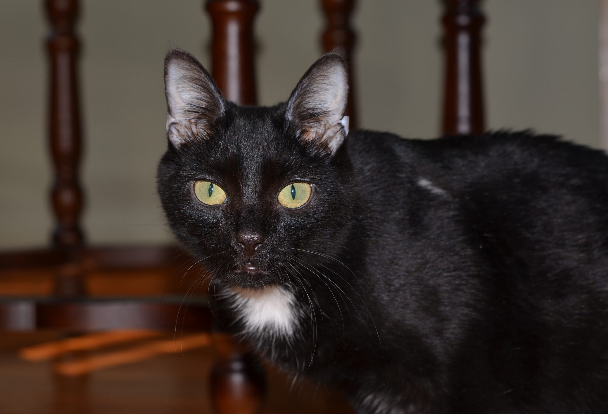 Charlie on the stairs
