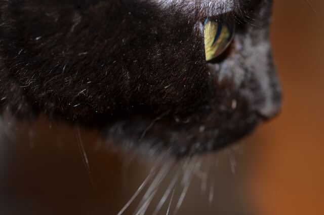 Eyes.