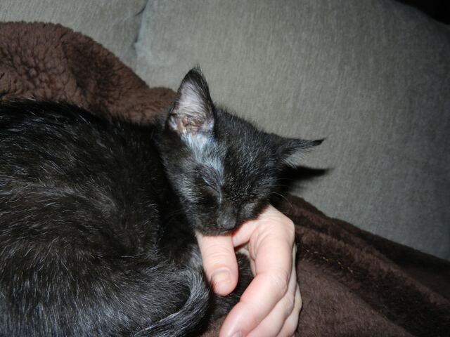 Curled up in Laura's hand.