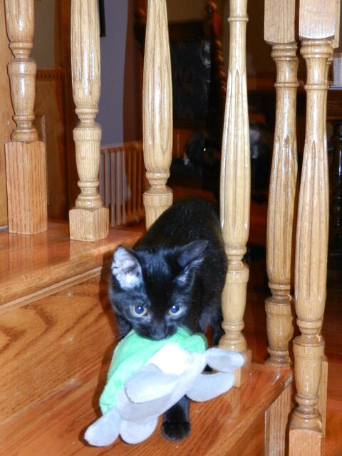 Stealing Dutchess's green toy.