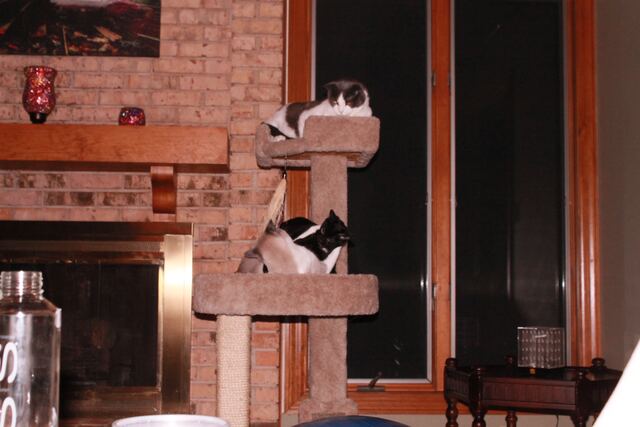 Baxter watches Junior and Charlie play.