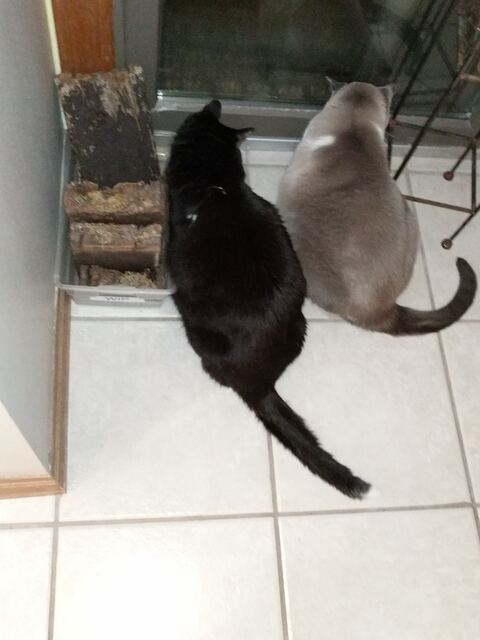 Junior and Charlie spy an enemy.